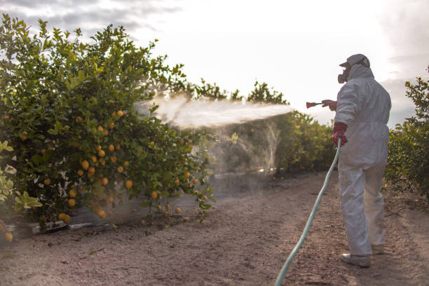 Best Wasp Removal Services  in Dunwoody, GA