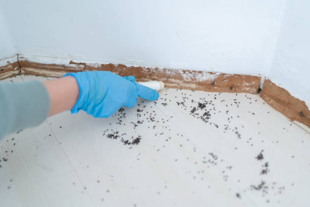 Best Rat Extermination Near Me  in Dunwoody, GA